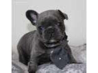French Bulldog Puppy for sale in Lenoir City, TN, USA