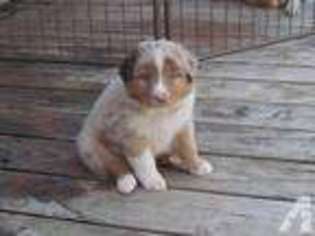 Australian Shepherd Puppy for sale in LOCKHART, TX, USA