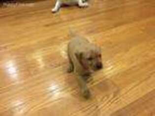 Labrador Retriever Puppy for sale in Doniphan, NE, USA