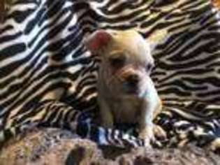 French Bulldog Puppy for sale in Pataskala, OH, USA