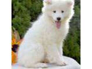 Samoyed Puppy for sale in Lewisburg, PA, USA