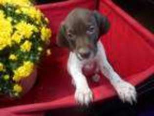 German Shorthaired Pointer Puppy for sale in Apple Creek, OH, USA