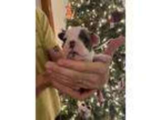 French Bulldog Puppy for sale in Monroe, MI, USA