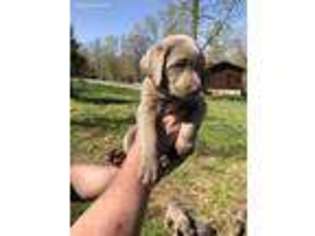 Labrador Retriever Puppy for sale in Indian Mound, TN, USA