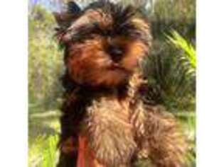 Yorkshire Terrier Puppy for sale in Lutz, FL, USA