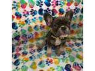 French Bulldog Puppy for sale in Ithaca, NY, USA