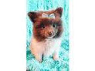 Pomeranian Puppy for sale in Port Saint Lucie, FL, USA