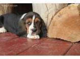 Basset Hound Puppy for sale in Watsontown, PA, USA