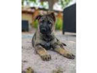 German Shepherd Dog Puppy for sale in Douglas, AZ, USA