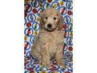 Goldendoodle Puppy for sale in Richland, MO, USA