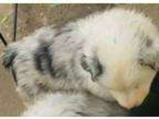 Australian Shepherd Puppy for sale in Cullman, AL, USA