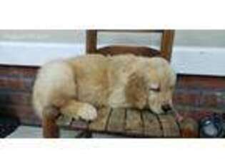 Golden Retriever Puppy for sale in Dunn, NC, USA