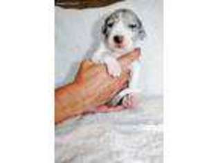 Great Dane Puppy for sale in Fort Oglethorpe, GA, USA