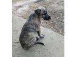 Irish Wolfhound Puppy for sale in Sylvester, GA, USA