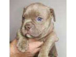 Mutt Puppy for sale in Wilmington, DE, USA