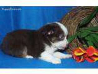 Miniature Australian Shepherd Puppy for sale in Pine Knot, KY, USA