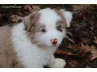 Miniature Australian Shepherd Puppy for sale in Dover, TN, USA