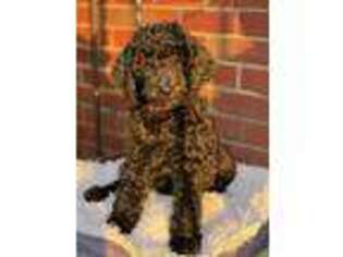 Labradoodle Puppy for sale in North Arlington, NJ, USA