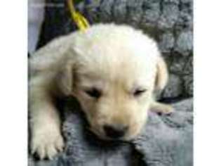 Labrador Retriever Puppy for sale in Crystal, MI, USA