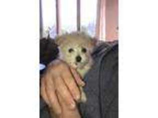 Maltese Puppy for sale in Sutton, MA, USA