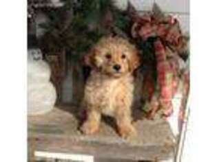 Cavapoo Puppy for sale in Bloomfield, IA, USA