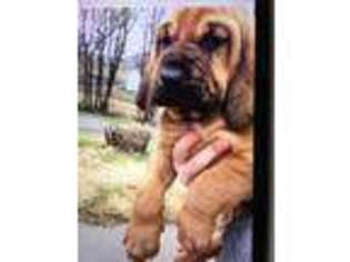 Bloodhound Puppy for sale in Logan, IA, USA