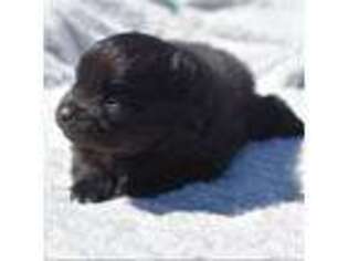 Pomeranian Puppy for sale in Beaverton, AL, USA