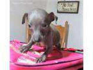 Italian Greyhound Puppy for sale in Pomona, MO, USA