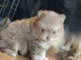 Pomeranian Puppy for sale in Panama City, FL, USA