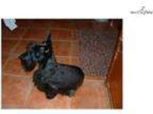 Scottish Terrier Puppy for sale in Sandusky, OH, USA