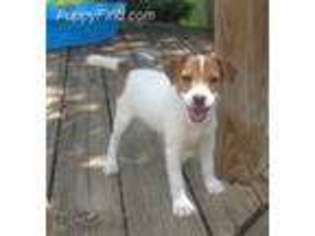 Jack Russell Terrier Puppy for sale in Wills Point, TX, USA