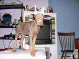 Doberman Pinscher Puppy for sale in DILLSBORO, IN, USA