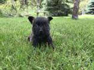 Cairn Terrier Puppy for sale in Clatskanie, OR, USA