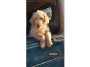 Labradoodle Puppy for sale in Argos, IN, USA