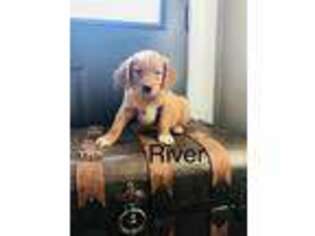 Golden Retriever Puppy for sale in Rock Valley, IA, USA