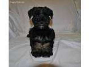 Mutt Puppy for sale in Faulkner, MD, USA
