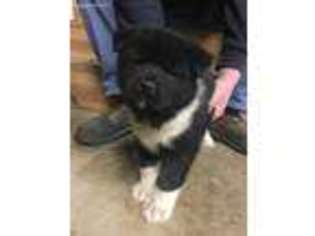 Akita Puppy for sale in Springfield, OH, USA