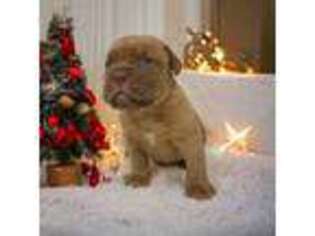 American Bull Dogue De Bordeaux Puppy for sale in Kerens, TX, USA