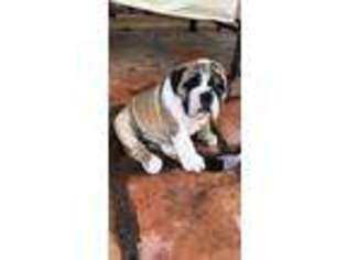 Bulldog Puppy for sale in Tempe, AZ, USA