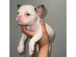 French Bulldog Puppy for sale in South Riding, VA, USA