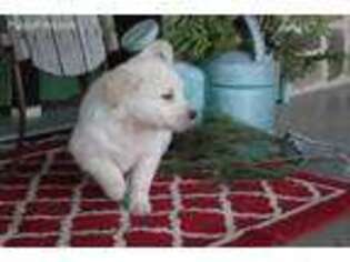 Mutt Puppy for sale in Reinholds, PA, USA
