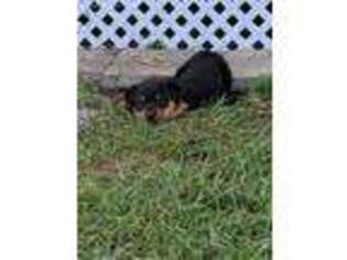 Rottweiler Puppy for sale in Myakka City, FL, USA