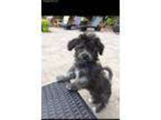 Havanese Puppy for sale in Cumberland, MD, USA