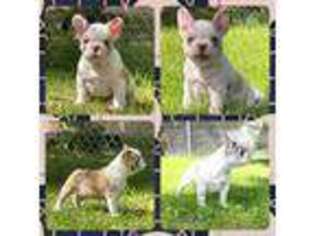 French Bulldog Puppy for sale in Pewaukee, WI, USA