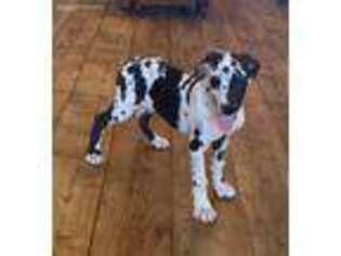 Great Dane Puppy for sale in Commodore, PA, USA