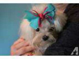 Maltese Puppy for sale in MORRISON, TN, USA