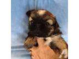 Mutt Puppy for sale in SYKESVILLE, MD, USA