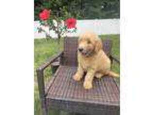 Goldendoodle Puppy for sale in Torrington, CT, USA
