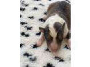 Shetland Sheepdog Puppy for sale in Carrollton, OH, USA
