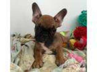 French Bulldog Puppy for sale in APALACHIN, NY, USA